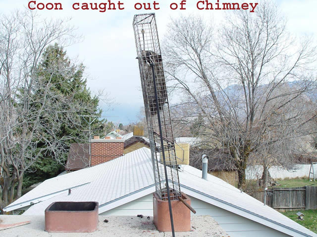Allstate Animal Control chimney trap with live raccoon.